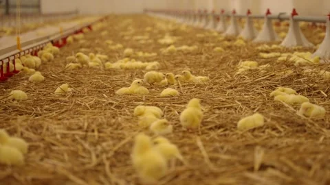 Newborn chicks rest on the hay Stock Footage 242039424