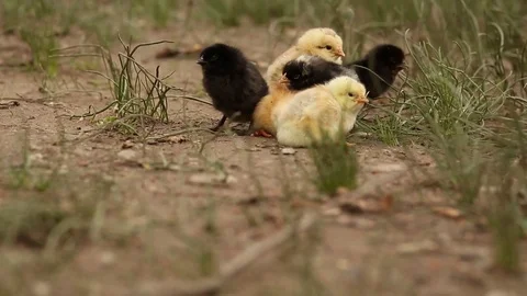 Newborn Chicks Standing Together Stock Footage 73549350