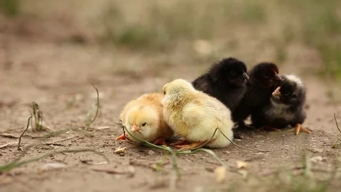 Newborn Chicks Standing Together Stock Footage 73549393
