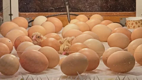 Newborn Chicks Struggling In Incubator 動画素材 333177873