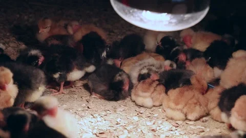 Newborn Chicks Under Lamp Vídeo Stock 344874172