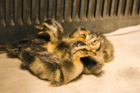 Newborn colored ducklings dry in a brooder under a lamp Stock-Fotos