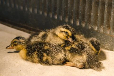 Newborn colored ducklings dry in a brooder under a lamp, close up Foto stock