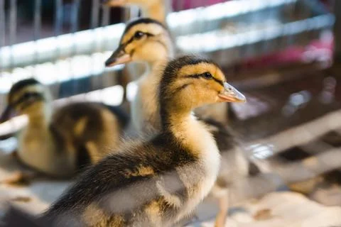 Newborn colored ducklings in a warm brooder Stock Photos