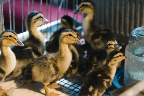 Newborn colored ducklings in a warm brooder Stock-Fotos