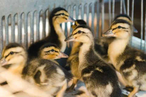 Newborn colored ducklings in a warm brooder, selective focus Foto stock