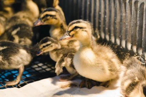 Newborn colored ducklings in a warm brooder selective focus Stock Photos