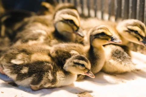 Newborn colored ducklings in a warm brooder close up Stock Photos