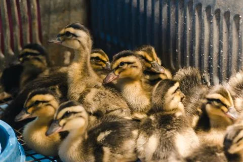Newborn colored ducklings in a warm brooder close up Stock Photos