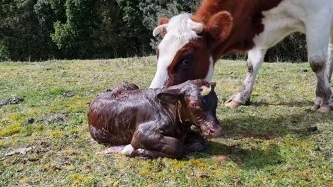 Newborn Cow Stock Footage 274864395