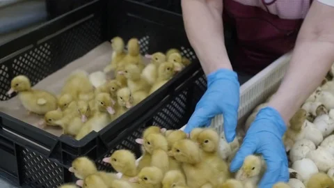 Newborn ducklings are taken out of the boxes and prepared for vaccination Stock Footage