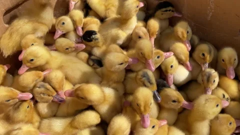 Newborn ducklings crowding in box Stock-Footage 196109439
