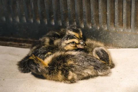 Newborn ducklings dry in a brooder under a lamp, close up Stock Photos