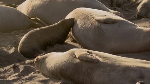 Newborn Elephant Seal Nursing Видео 100844729