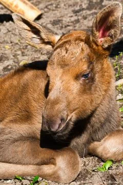 Newborn elk Stock Photos