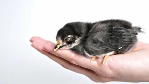 Newborn fluffy gray chickens sleeping on a woman's hand on white background Stock Footage 224539491