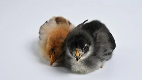 Newborn fluffy yellow brown and gray chickens on white background. Baby chickens Stock Footage 196014953