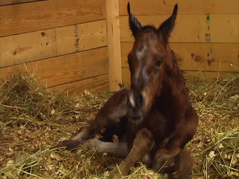 Newborn Foal Attempts First Steps (Slow) Stock Footage 24464938