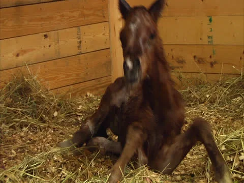 Newborn Foal Attempts First Steps Video stock 24465085