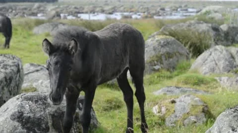 Newborn foal Stock Footage 18010885