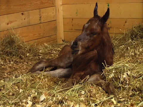 Newborn Foal Stock Footage 24260290