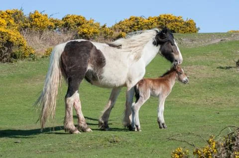 Newborn foal Stock Photos