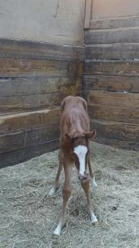 Newborn Foal Stock Photos