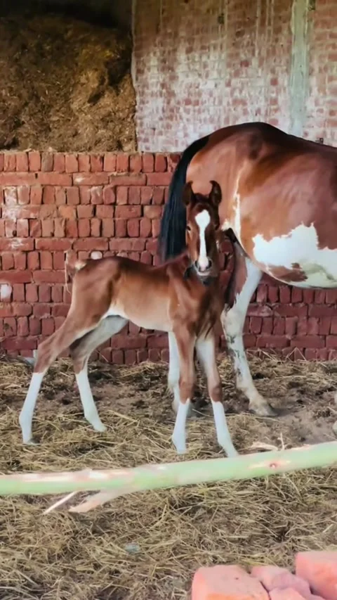 Newborn Foal Standing with Mare in Stable. Vídeos de archivo 333949453