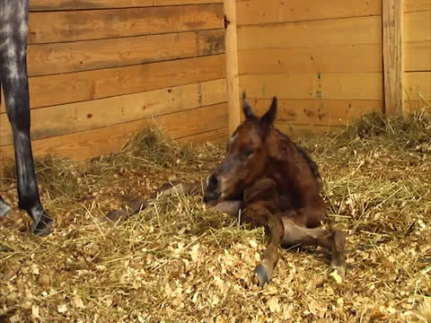 Newborn Foal Takes First Steps (Slow) Stock Footage 24465149