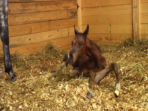 Newborn Foal Takes First Steps Stock Footage 24586820