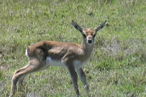Newborn Gazelle Stock Footage 125997