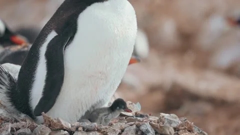 Newborn gentoo penguin chick with broken eggshell on stone nest in Antarctica Stock Footage 339129320