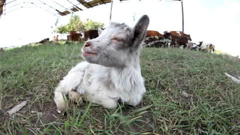 Newborn goat Stock Footage 90536764