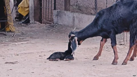 Newborn goat kid first stand attempt with mother licking, film look color grade Stock Footage 324844400