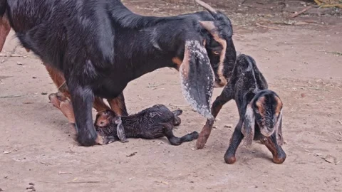 Newborn goat kids first steps attempt, one topples over and mother goat moves in Stock Footage 324844699