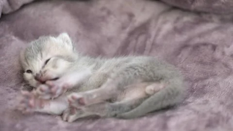 Newborn gray kitten close up Stock-Footage 244806204