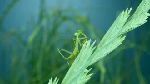Newborn green Praying Mantis sit on top of ear and wash. Close-up of baby mantis Stock Footage 197402016