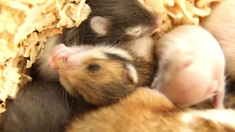 A newborn hamster is gnawing on a Stock Video Pond5