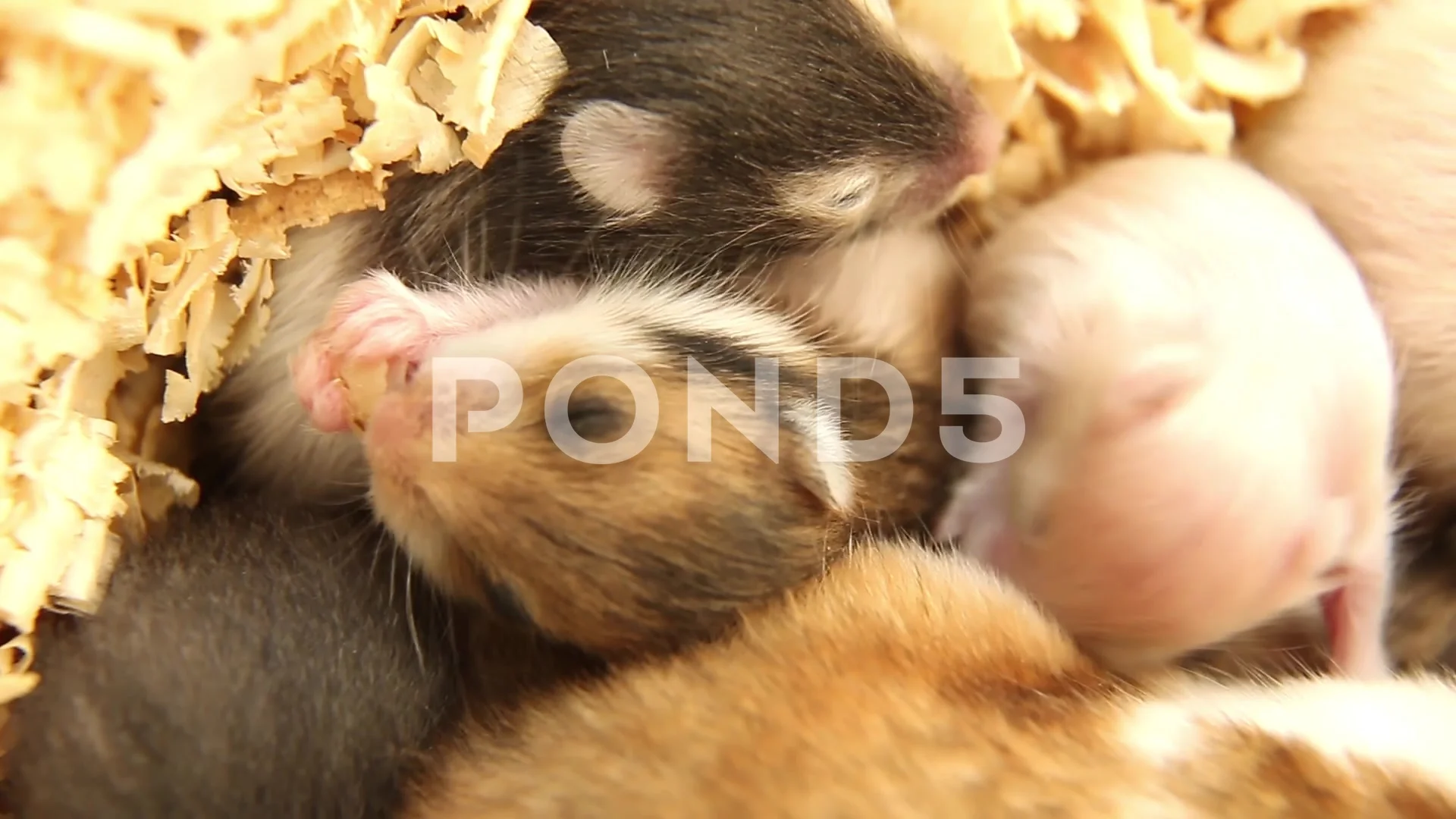 20 Hamsters At Capacity  Dwarf hamster, Hamster, Baby hamster
