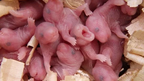 Newborn hamsters are lying in a nest on Stock Video Pond5