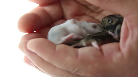Newborn hamsters in the hands. Video stock 203667533
