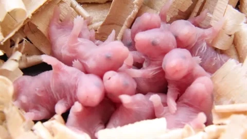 Newborn hamsters have woken up and are Stock Video Pond5
