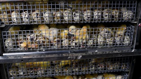 Newborn hatched quail Chicks close up in an incubator Stock-Footage 129576770