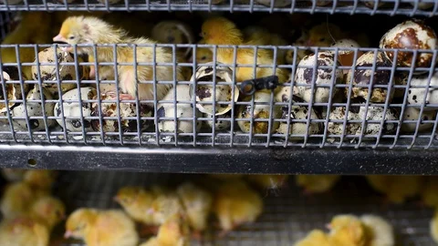 Newborn hatched quail Chicks close up in an incubator Stock-Footage 129576847