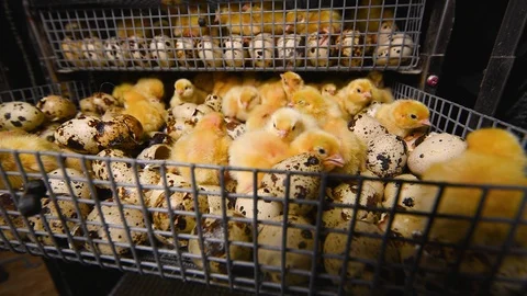 Newborn hatched quail Chicks close up in an incubator Stock Footage 129576978