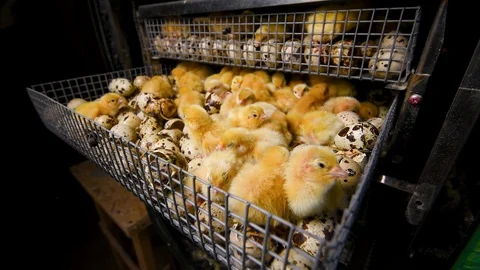 Newborn hatched quail Chicks close up in an incubator Stock-Footage 129577031
