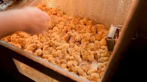 Newborn hatched quail Chicks close up in an incubator Stock-Footage 129577248