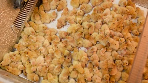 Newborn hatched quail Chicks close up in an incubator Stock-Footage 129577282