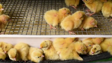 Newborn hatched quail Chicks close up in an incubator Stock-Footage 143354525