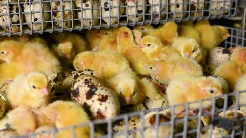 Newborn hatched quail Chicks close up in an incubator Stock-Footage 143354548